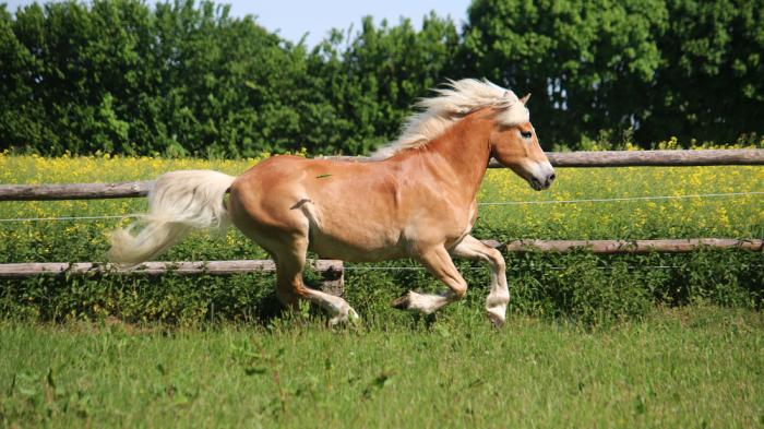 Haflinger Das S dtiroler Allroundtalent Trabland de Haflinger Das S dtiroler Allroundtalent Trabland de
